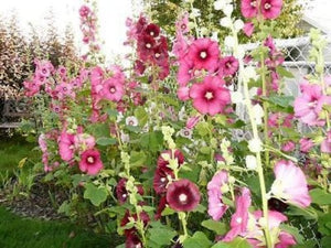 Hollyhock King Henry VIII Mix Seeds