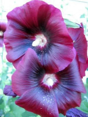 Hollyhock King Henry VIII Mix Seeds