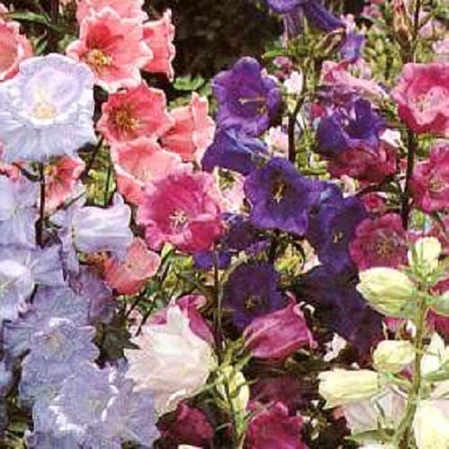 Mixed Canterbury Bells Flower Seeds
