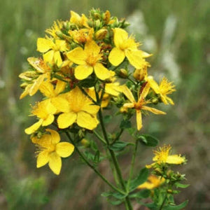 Great Saint John's Wort Seeds