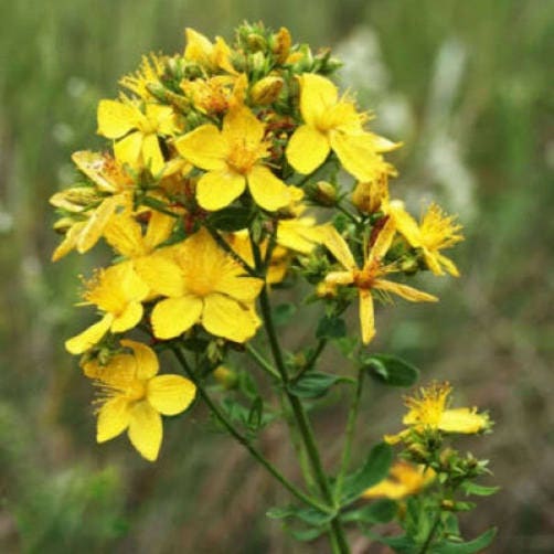 Great Saint John's Wort Seeds