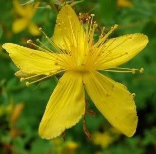 Great Saint John's Wort Seeds