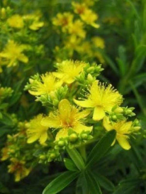 Great Saint John's Wort Seeds