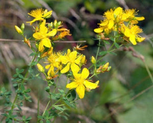 Great Saint John's Wort Seeds