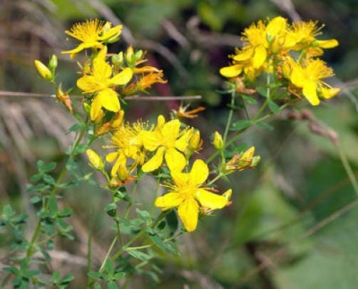 Great Saint John's Wort Seeds