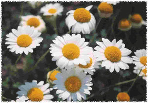 Roman Chamomile Seeds