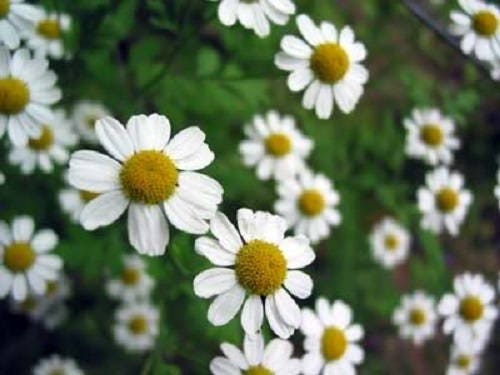 Roman Chamomile Seeds