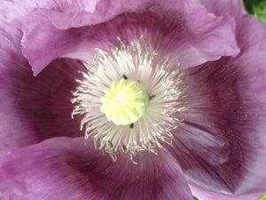 Lavender Poppy Seeds