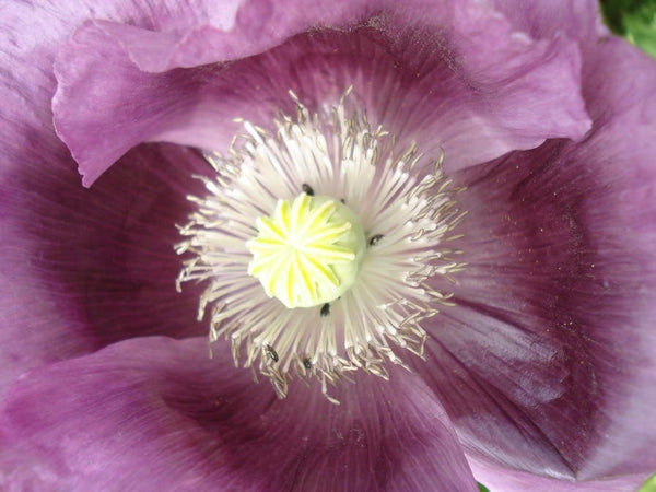 Lavender Poppy Seeds