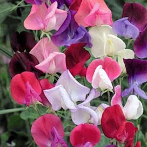 Sweet Pea Seeds - Royal Family Mix