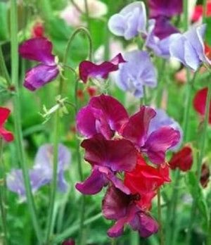 Sweet Pea Seeds - Royal Family Mix