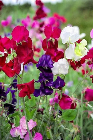 Sweet Pea Seeds - Royal Family Mix