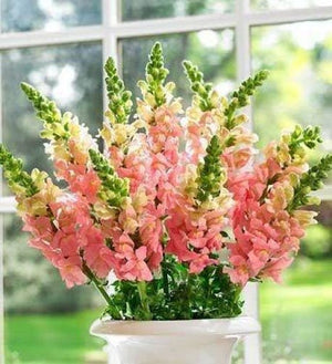 Pink Snapdragon Seeds