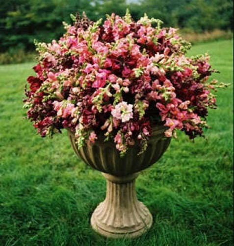 Pink Snapdragon Seeds