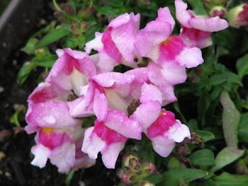 Pink Snapdragon Seeds