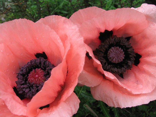 Princess Victoria Louise Oriental Poppy Seeds