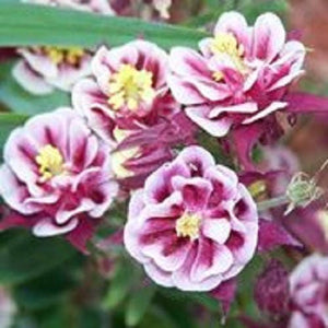 Winky Double Rose and White Columbine Seeds