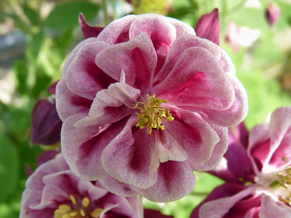 Winky Double Rose and White Columbine Seeds