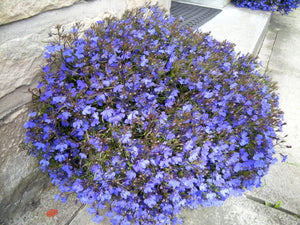 Lobelia Regatta Lilac Seeds