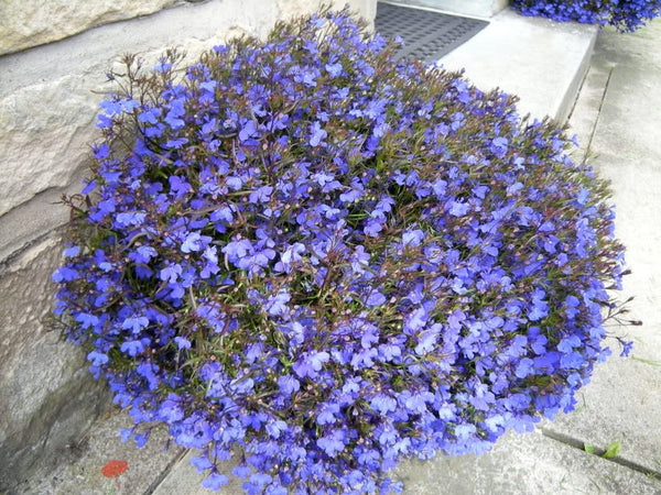 Lobelia Regatta Lilac Seeds