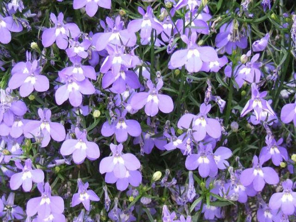Lobelia Regatta Lilac Seeds
