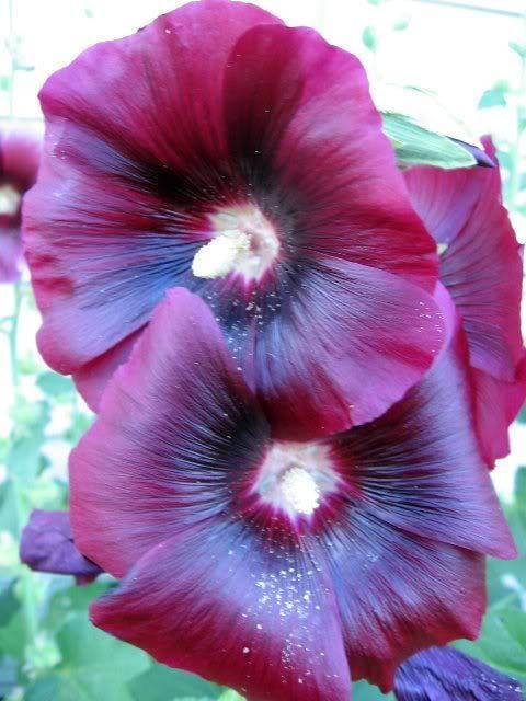 Burgundy Hollyhock Seeds