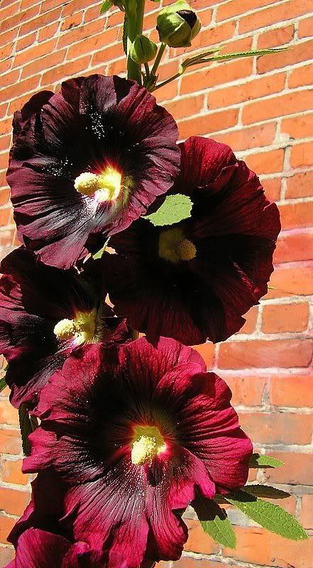 Burgundy Hollyhock Seeds