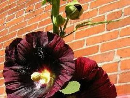 Burgundy Hollyhock Seeds