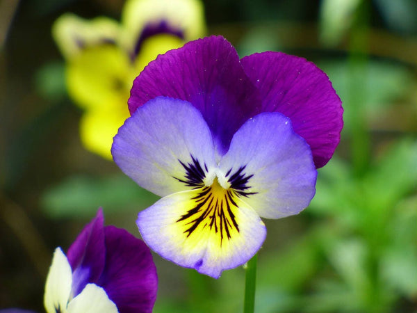 Johnny Jump Up Violet Seeds