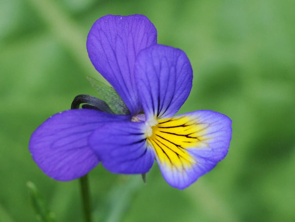 Johnny Jump Up Violet Seeds