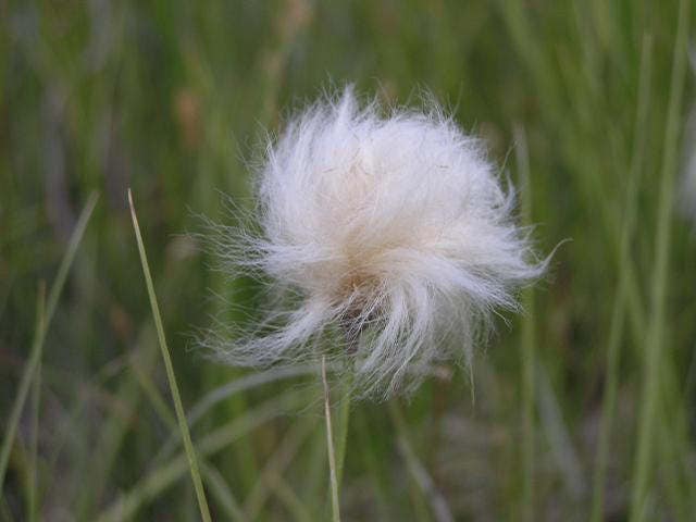 Tawny Cottongrass Seeds