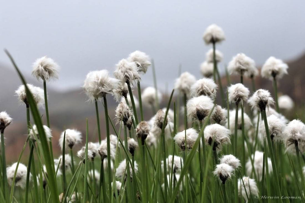 Tawny Cottongrass Seeds