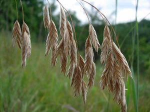 Prairie Brome Seeds