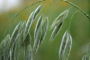 Prairie Brome Seeds