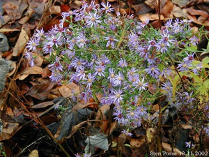 Heart-Leaved Aster Seeds