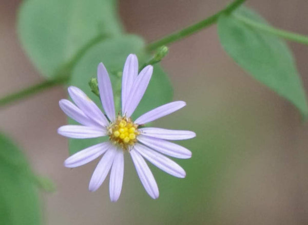 Heart-Leaved Aster Seeds