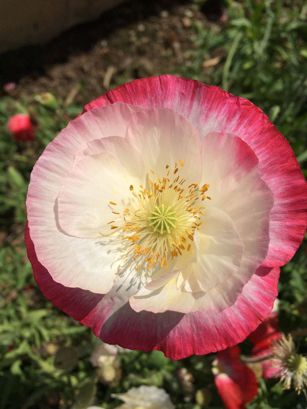 Pink and White Poppy Seeds