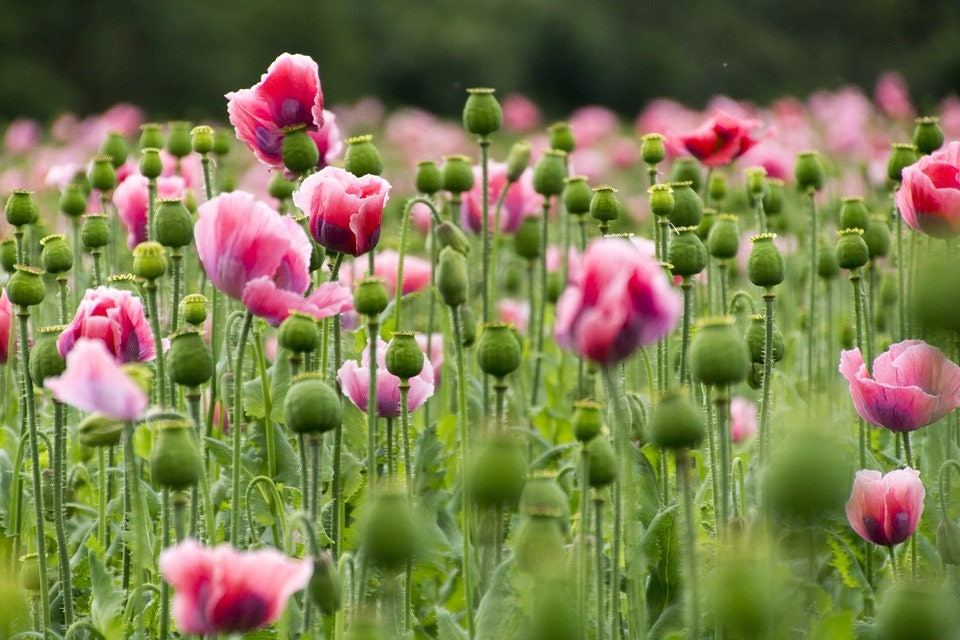 Pink and White Poppy Seeds
