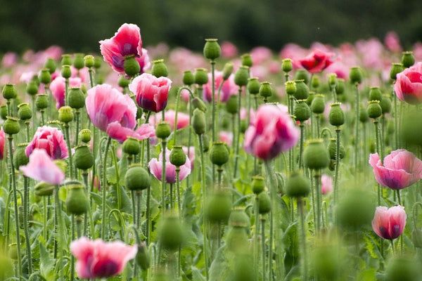 Pink and White Poppy Seeds