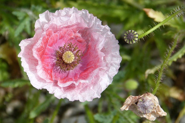 Pink and White Poppy Seeds