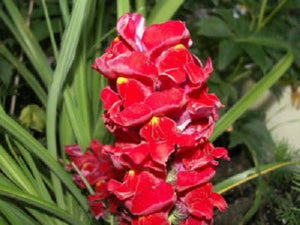 Moroccan Toadflax Seeds
