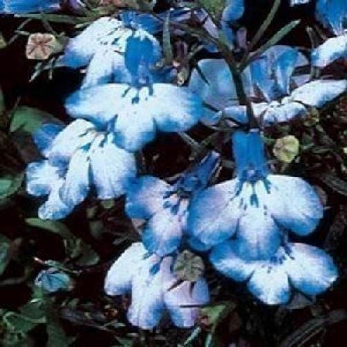 Blue Splash Lobelia Regatta Seeds