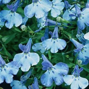 Blue Splash Lobelia Regatta Seeds