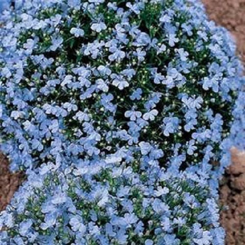 Blue Splash Lobelia Regatta Seeds