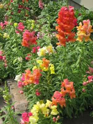 Snapdragon Corona Seeds