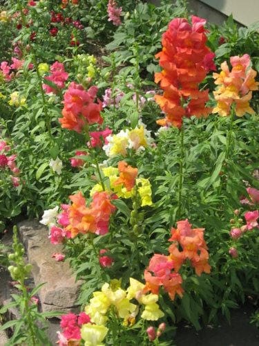 Snapdragon Corona Seeds