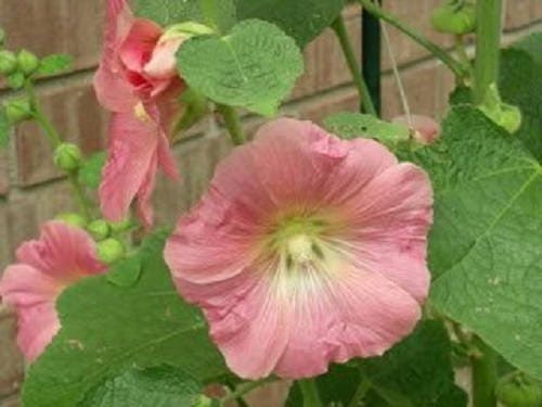 Country Romance Hollyhock Seeds