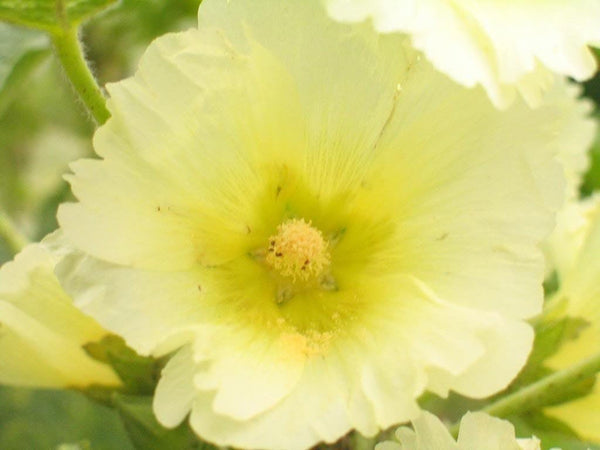 Country Romance Hollyhock Seeds