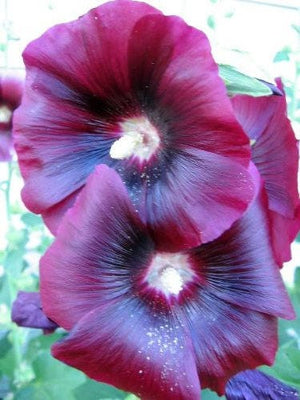 Country Romance Hollyhock Seeds