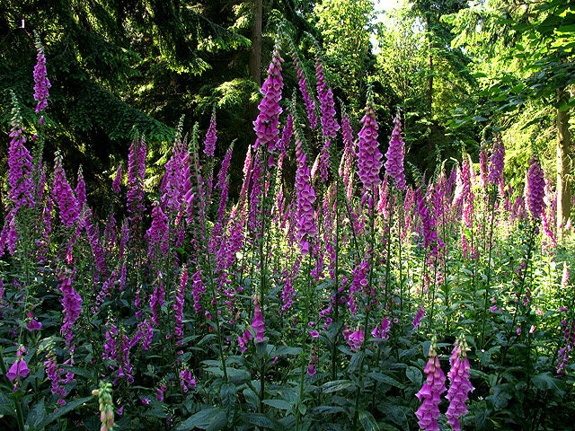 Foxglove Excelsior Mix Seeds